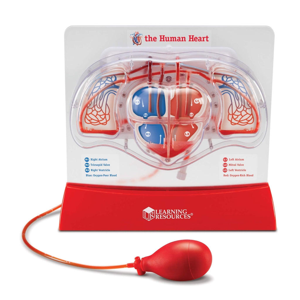 Learning Resources Pumping Heart Model Teaching aid Classroom Multi-Sensory Demonstration Set Ages 8+